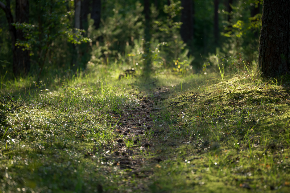 A Kinder Approach to Health Over A Lifetime, Not A Season, Step by Step