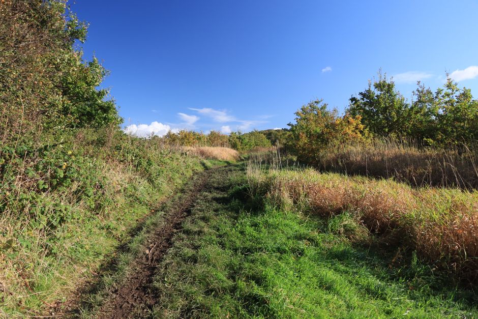 Finding Your Footing With Walking: The Most Underrated Exercise, Minus the Overwhelm