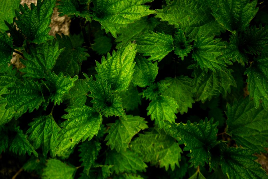 Gut Health Beyond The Marketing: A Time-Friendly Approach