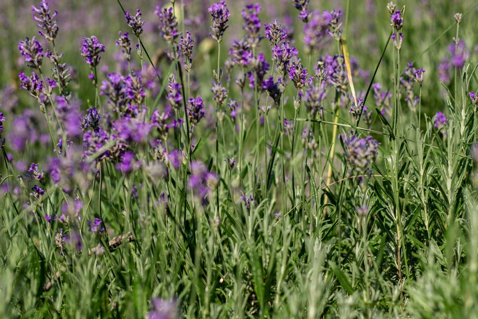 Herbs And Botanicals: A Cautious Look: The Part People Skip