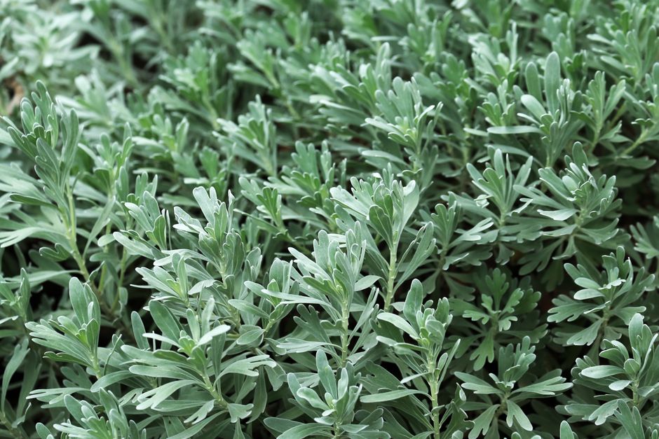 Understanding Herbs And Botanicals: A Cautious Look in Plain Terms, the Honest Way