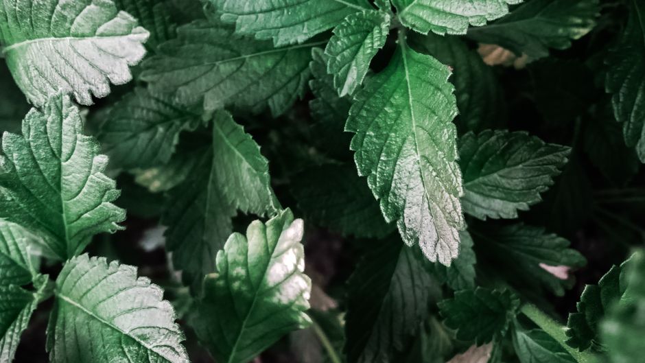Understanding Hydration, Breath And The Overlooked Basics in Plain Terms